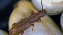 Suriname mukead in kako se znebiti